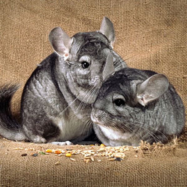 Chinchillafutter & Degufutter