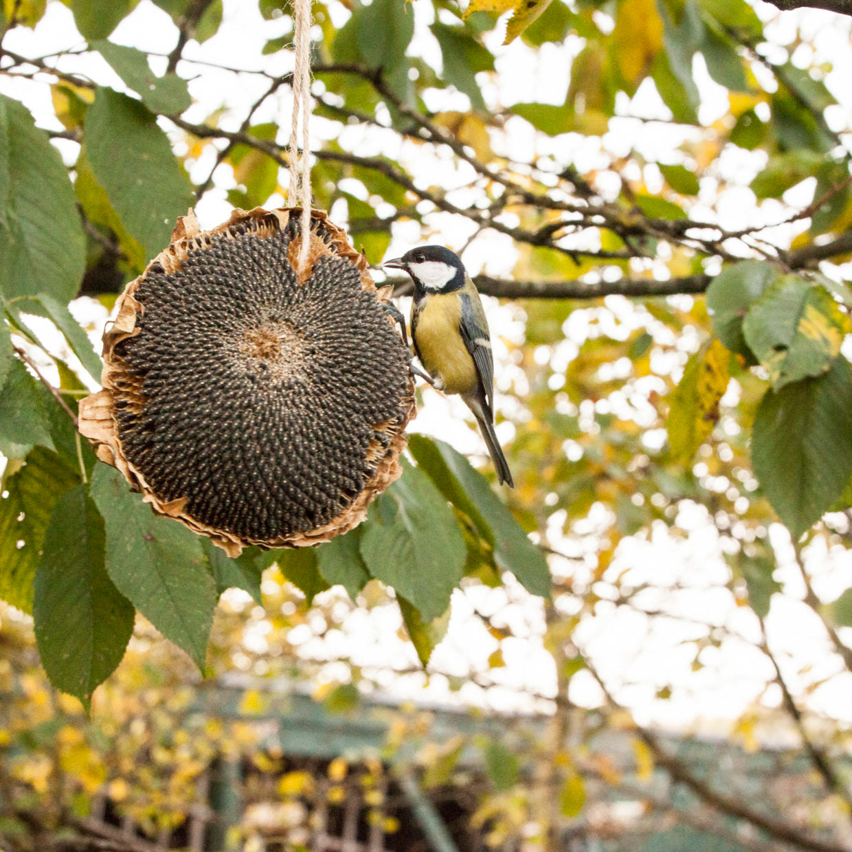 Getrocknete Sonnenblume