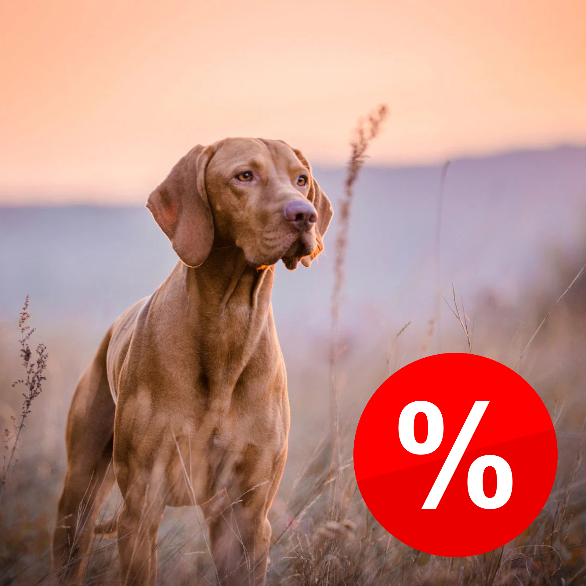 Hundebedarf Angebote