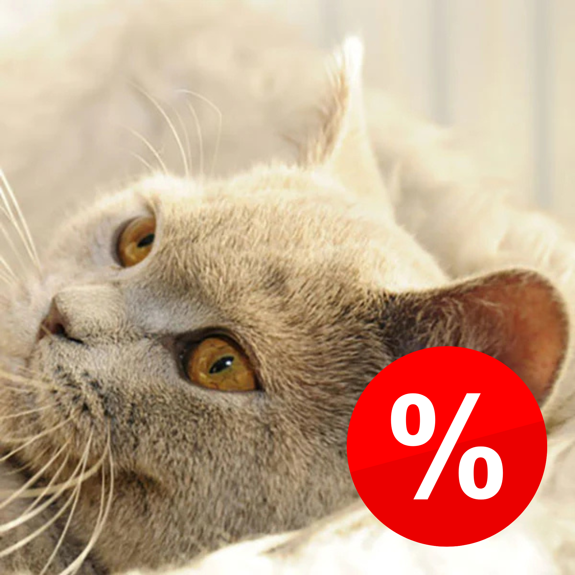 Katzenbedarf Angebote