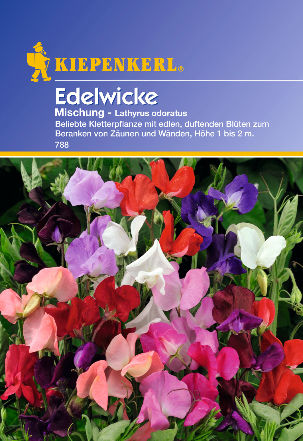 Kiepenkerl Lathyrus odaratus (Edelwicken) Mischung