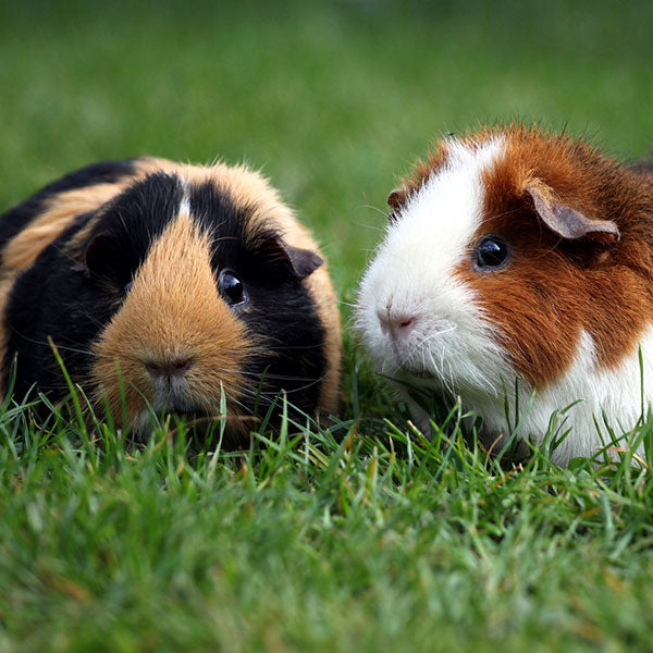 Meerschweinchenfutter