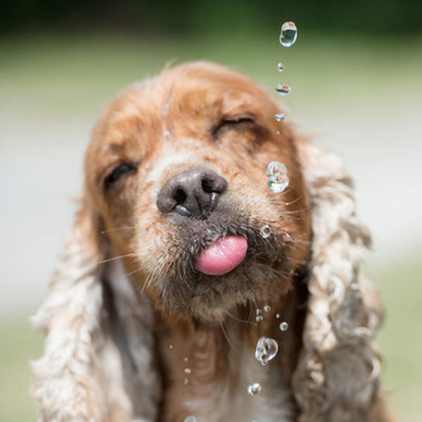 Pflege & Hygiene für Hunde