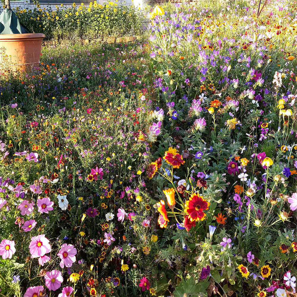 Rosali, bunte Blumenmischung, einjährig, 1kg