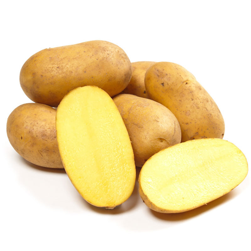 Belana Speisekartoffeln, festkochend