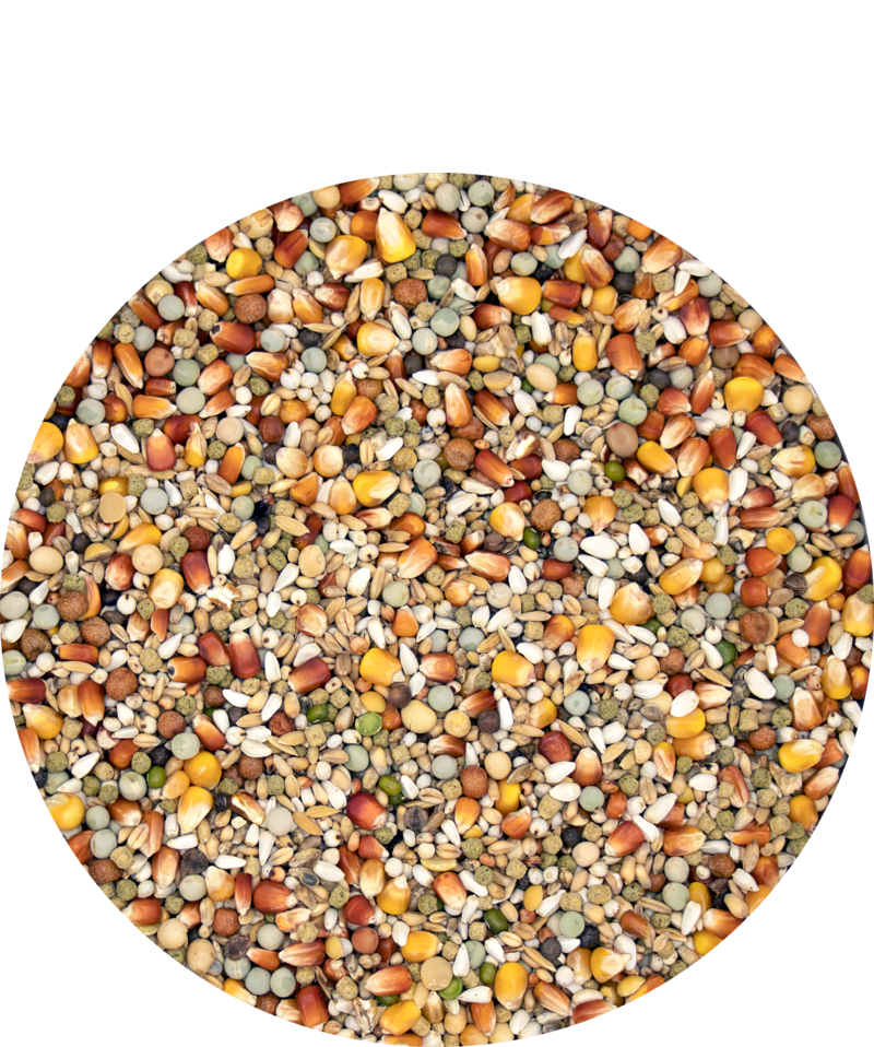 Versele-Laga Plus Champion