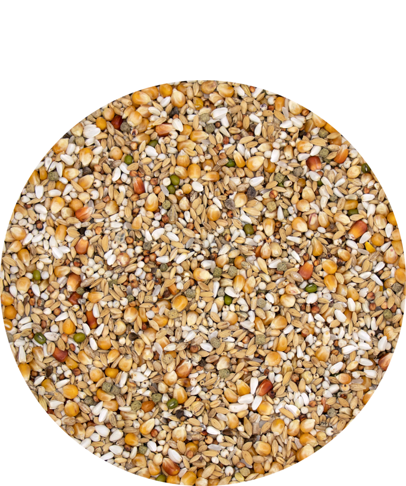 Versele-Laga Plus Gerry