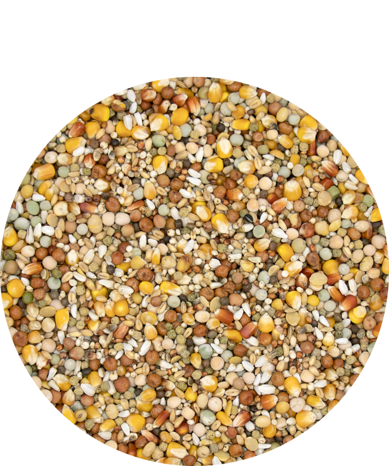 Versele-Laga Plus Start