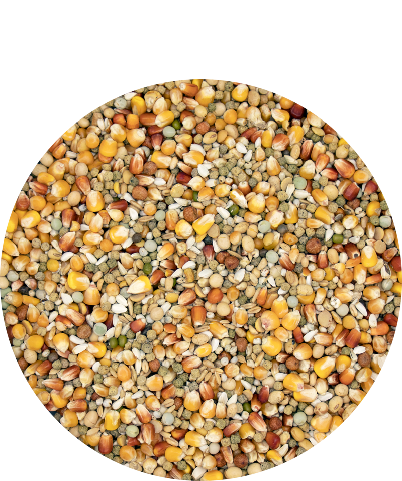 Versele-Laga Plus Superstar