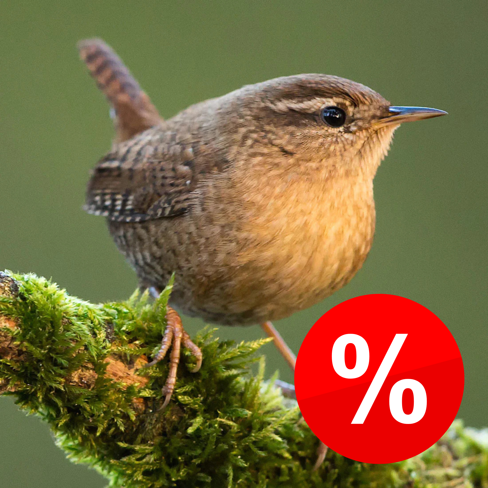 Wildvogelbedarf Angebote