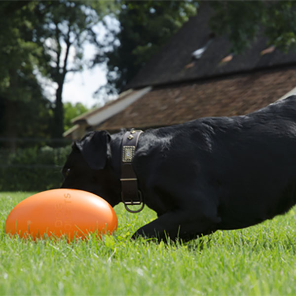 Dog Comets Ball Pan-Stars (Orange)