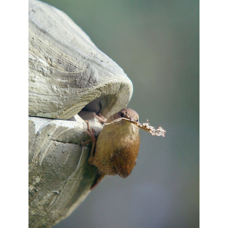 Schwegler Zaunkönig-Kugel 1ZA - grün