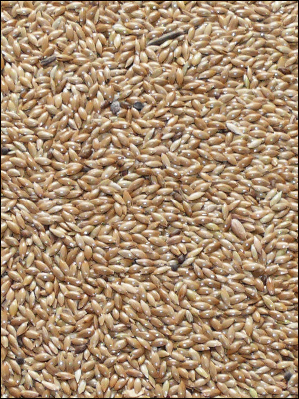 Kanariensaat, 25kg