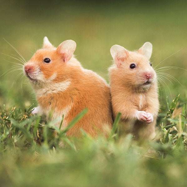 Hamsterfutter