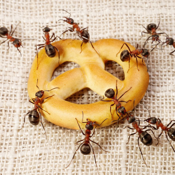 Insektenmittel