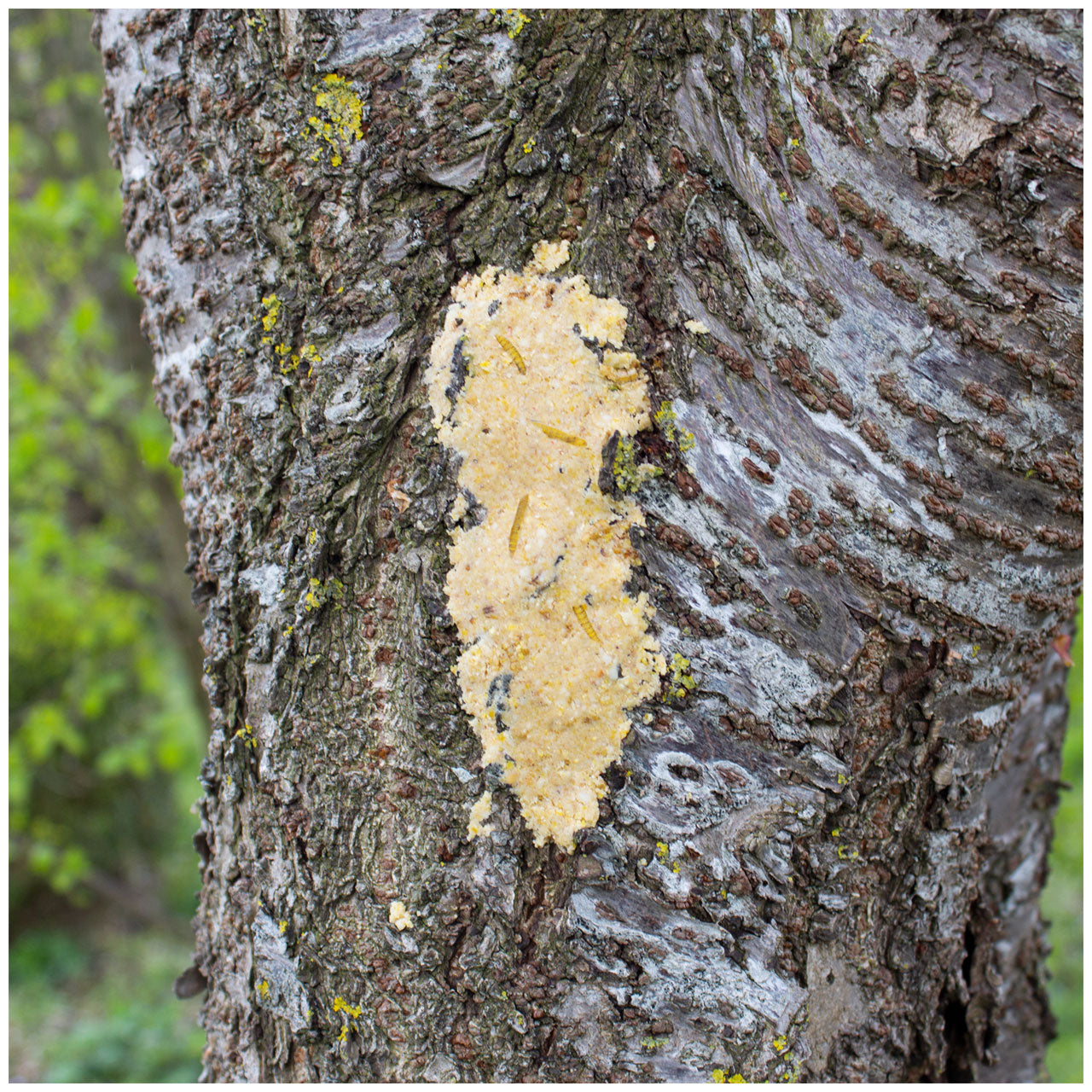 JR Farm Bark-Butter, Soldatenfliegen, Baum