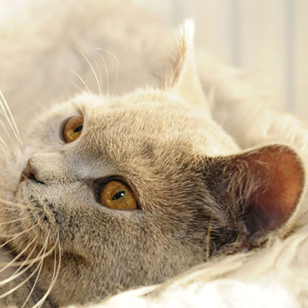 Katzenbedarf