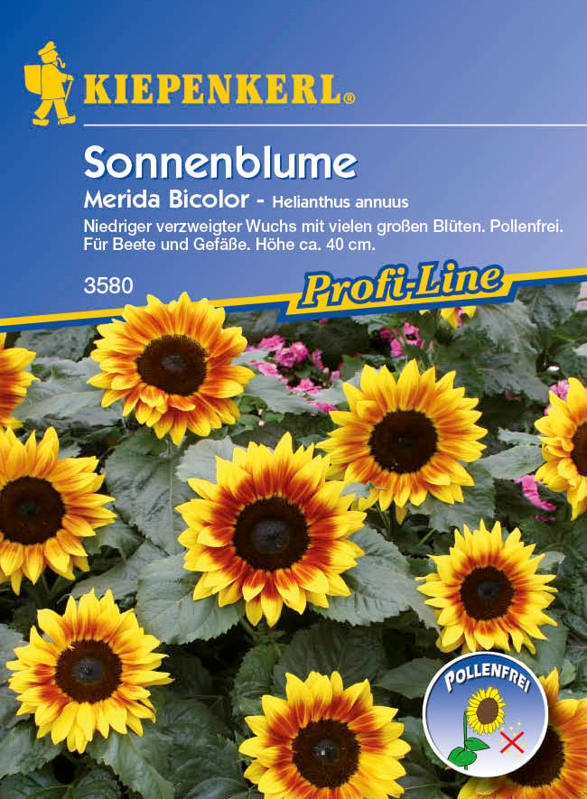 Kiepenkerl Sonnenblume Merida Bicolor